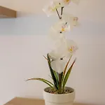 Marin * スプリト